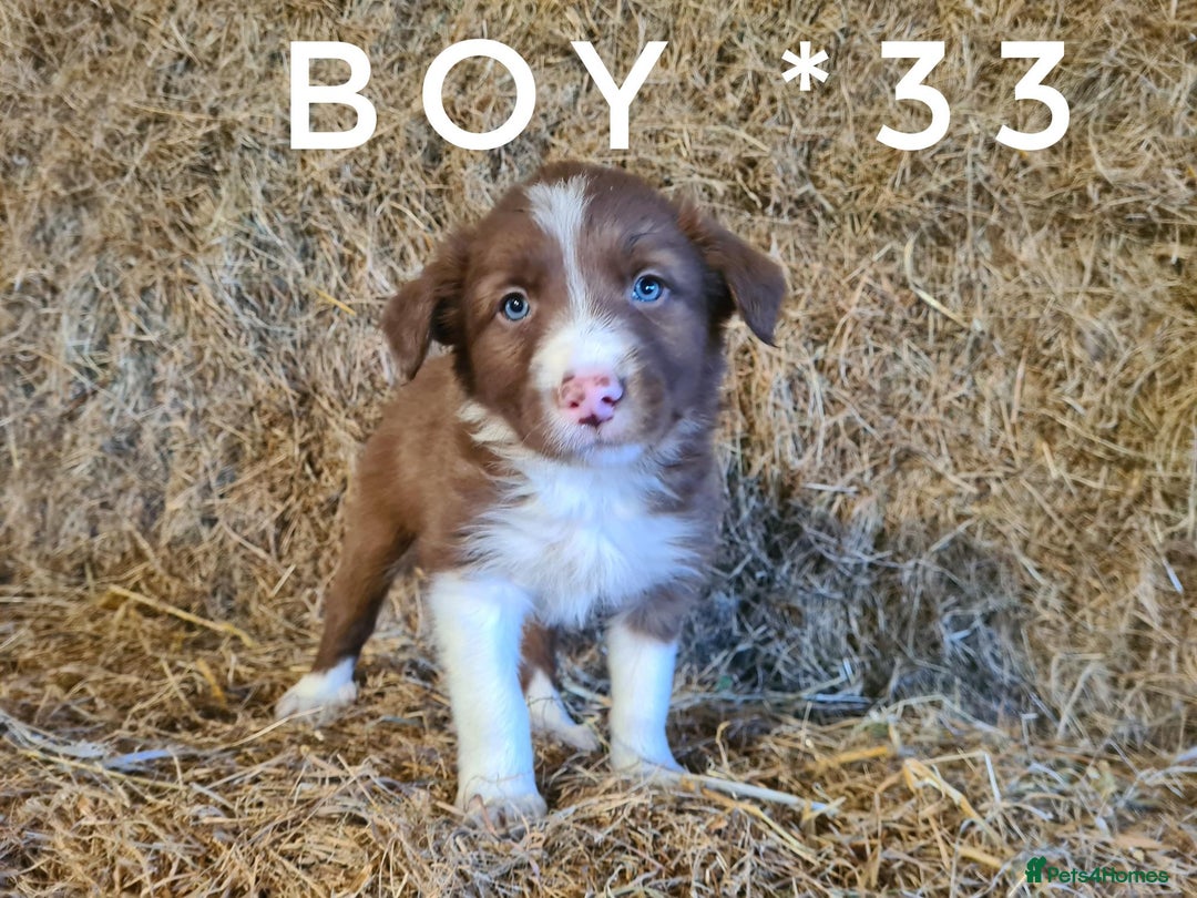 Border Collie dogs for sale: Stunning red merle and red border collie pups - Image 9