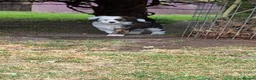 Chinese Crested dogs for sale: Chinese crested powder puffs - Advert 3