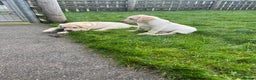 Labrador Retriever dogs for sale: Extensively health tested white chunky Labradors  - Advert 22