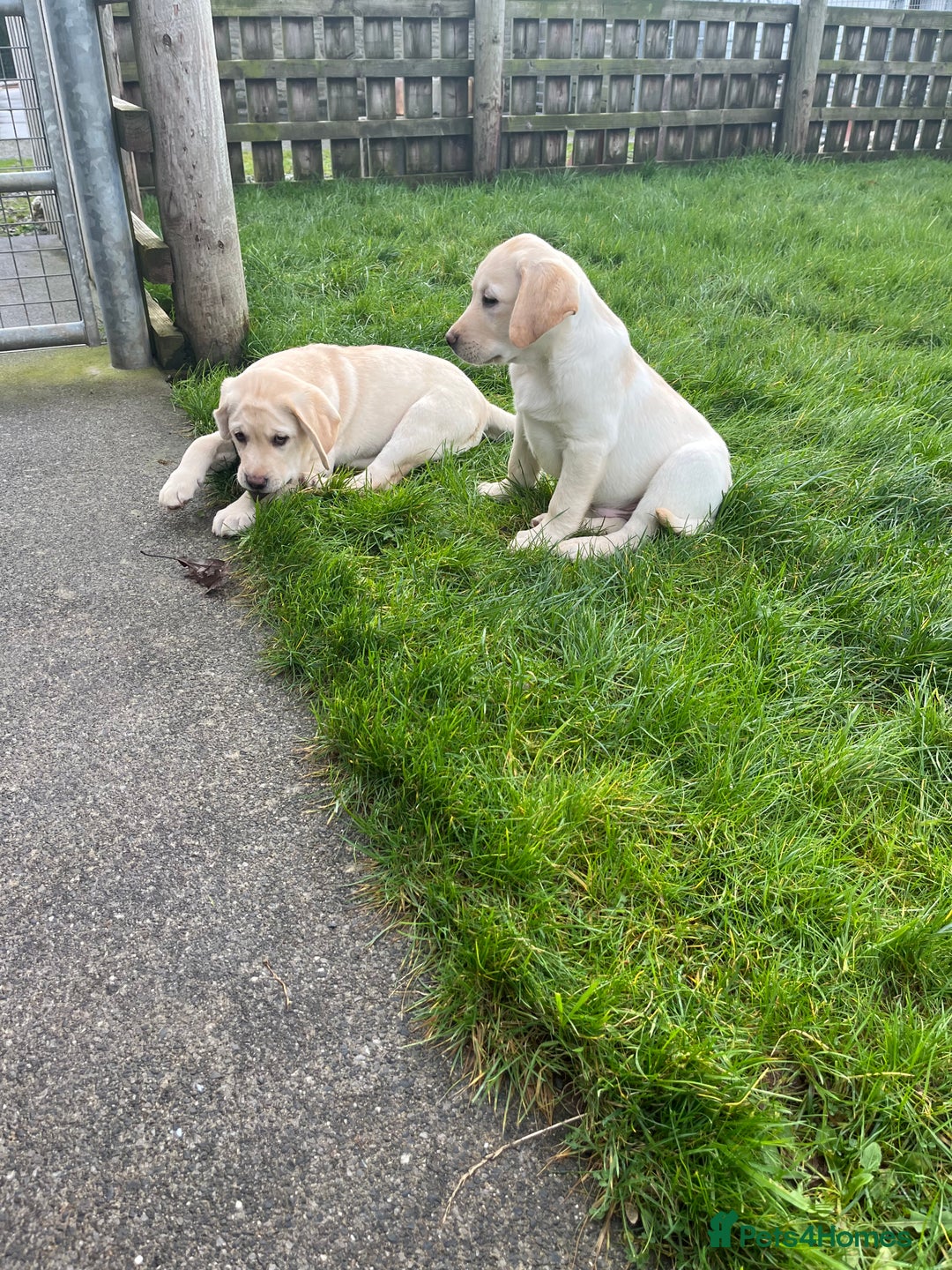 Labrador Retriever dogs for sale: Extensively health tested white chunky Labradors  - Advert 22