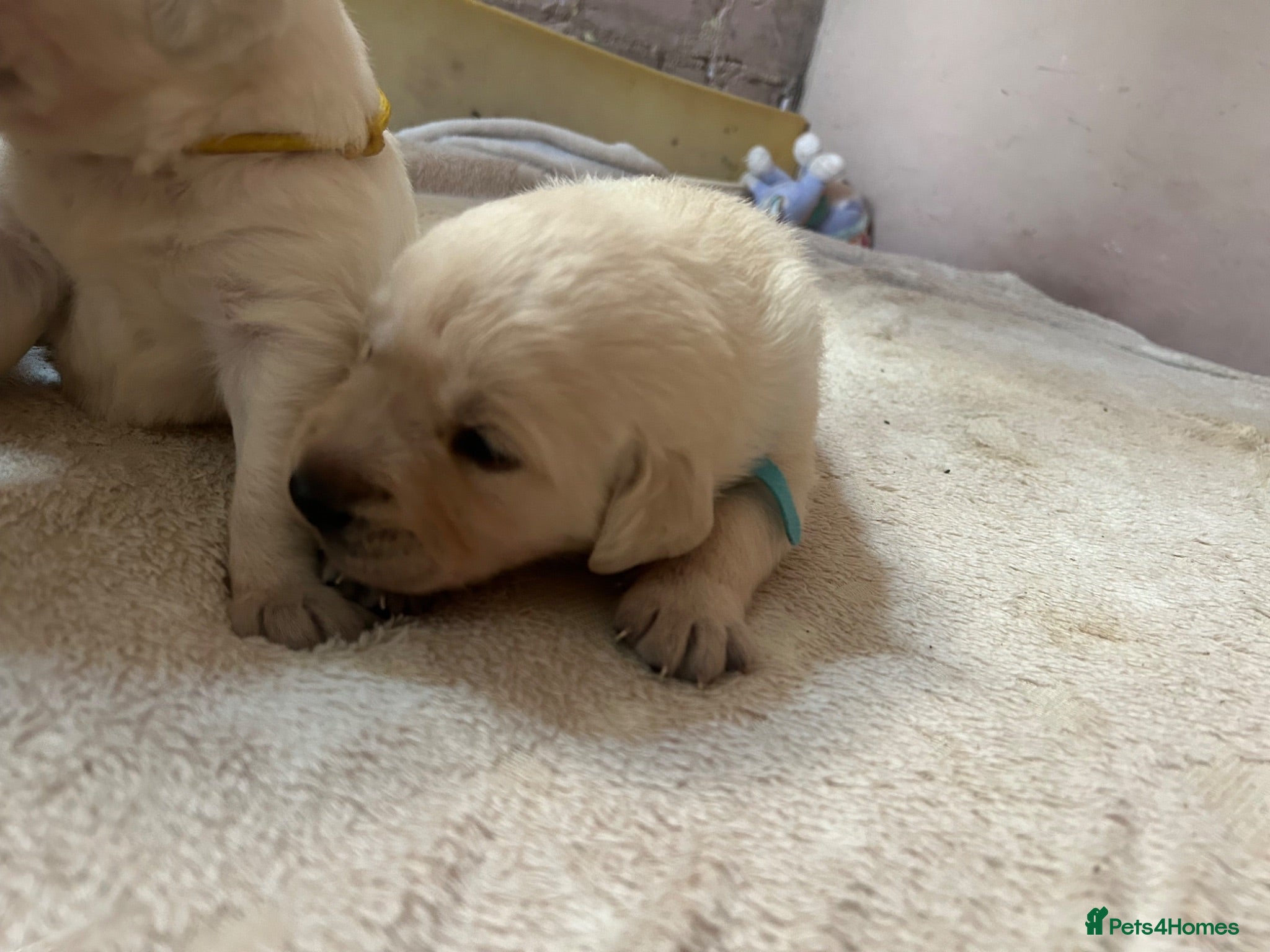 Goldador dogs Labrador Retriver fci champion golden retriever - Advert 16