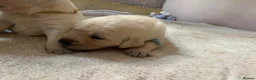 Goldador dogs for sale: Labrador Retriver fci champion golden retriever - Advert 1