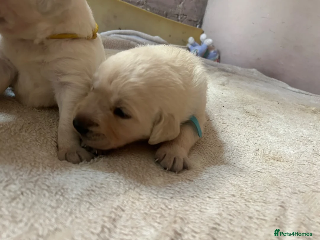Goldador dogs for sale: Labrador Retriver fci champion golden retriever - Advert 1