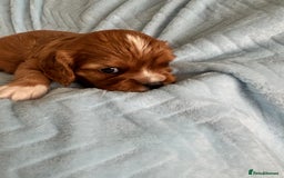Cavalier King Charles Spaniel dogs for sale: Beautiful Ruby and Blenheim cavalier puppies - Image 8