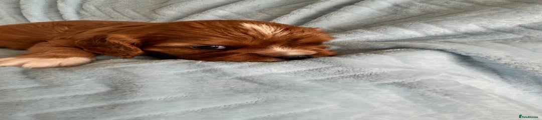 Cavalier King Charles Spaniel Puppy 1