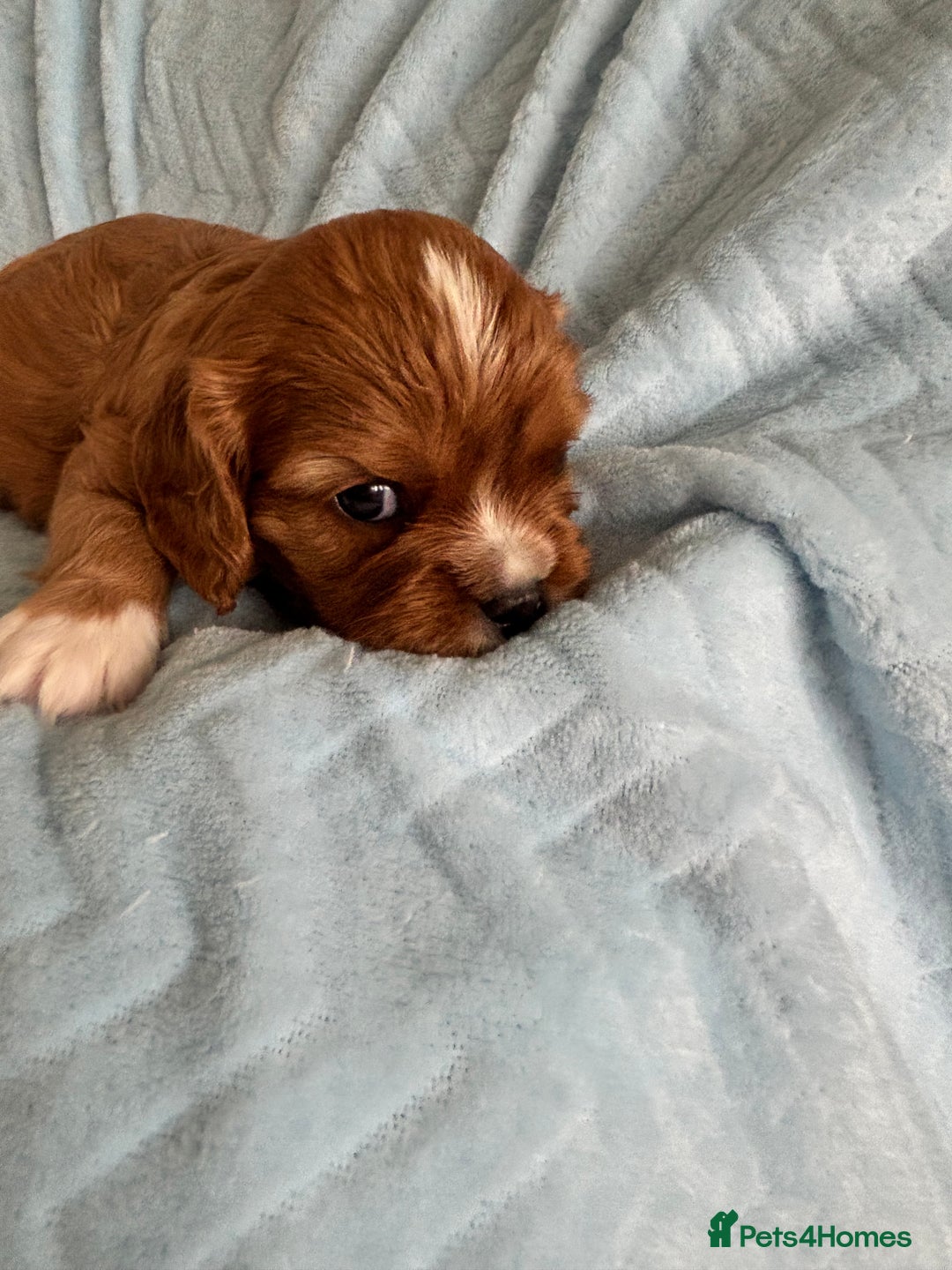 Cavalier King Charles Spaniel dogs for sale: Beautiful Ruby and Blenheim cavalier puppies - Image 8