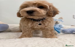 Cockapoo dogs for sale: Stunning sable, roan, parti f1. Full dna clear  - Image 9