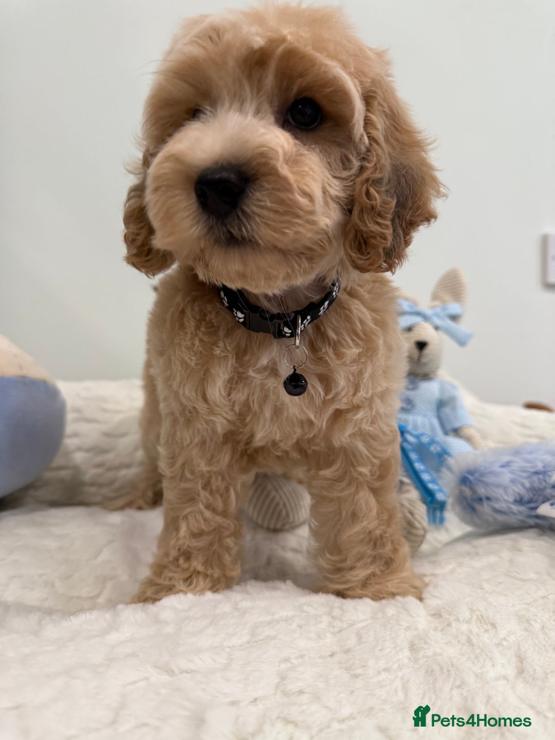 Cockapoo dogs for sale: Stunning sable, roan, parti f1. Full dna clear  - Image 9