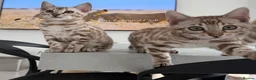 Bengal cats for sale: Stunning Snow Bengals - TICA Full Pedigree  - Advert 5