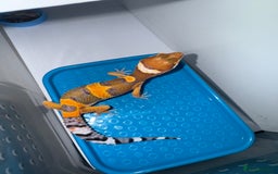 Gecko reptiles for sale: Babies & adults  - Image 2