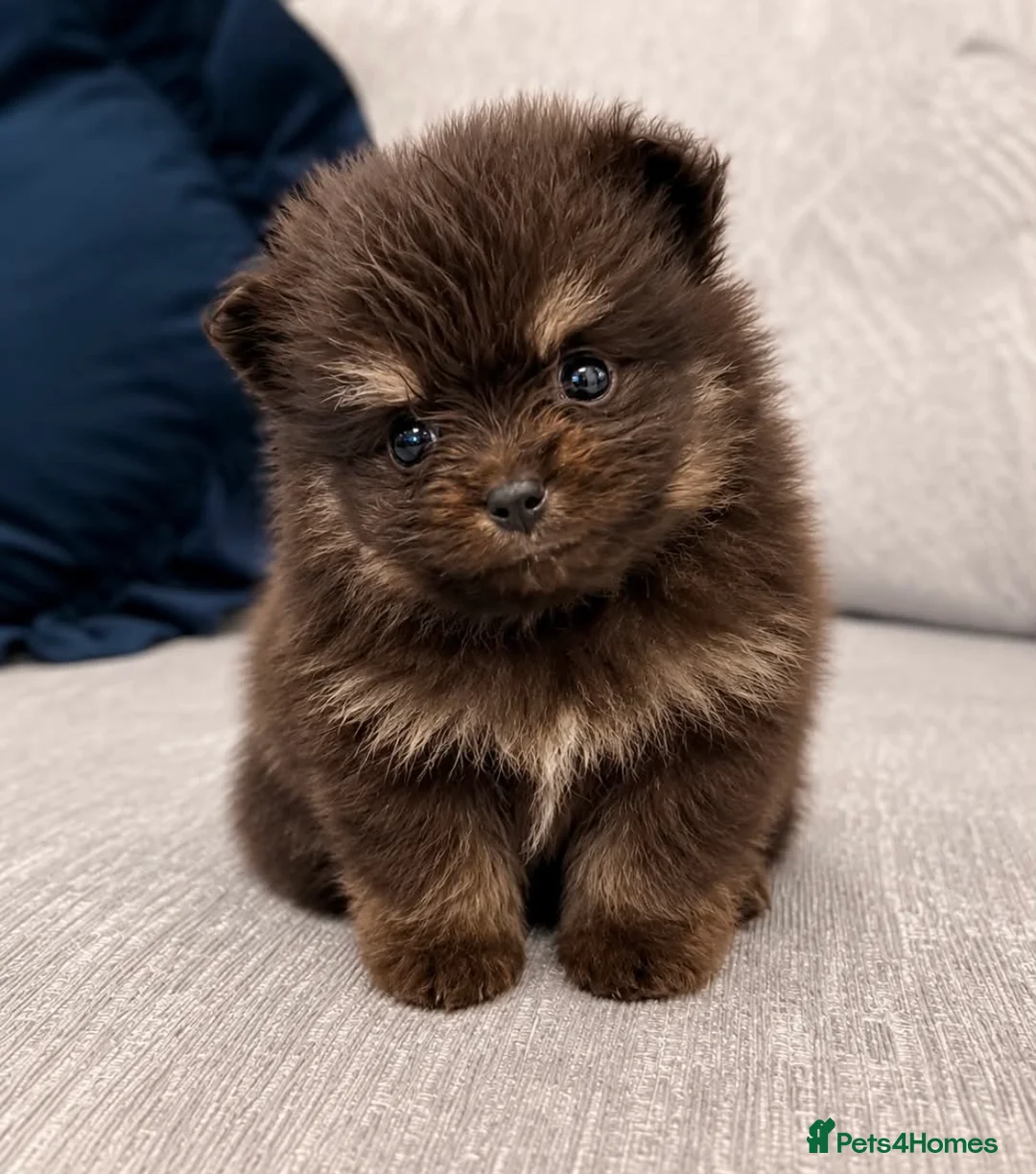 Pomeranian dogs for sale: Russian Pomeranians - Advert 2