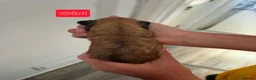 Lhasa Apso dogs for sale: Lhasa apso pups for sale  - Advert 3