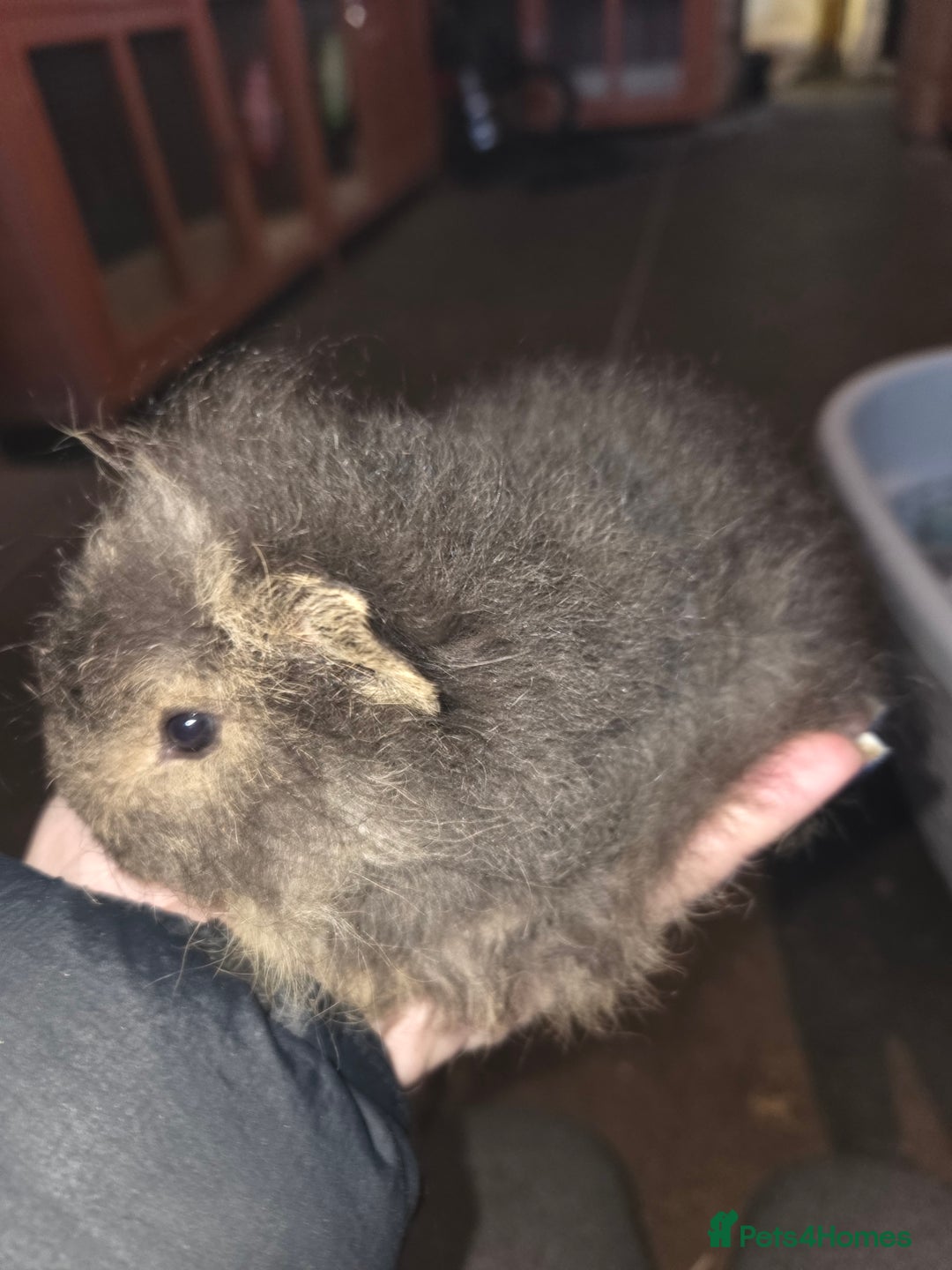 Guinea Pig rodents for sale: Baby guinea pigs - Advert 15