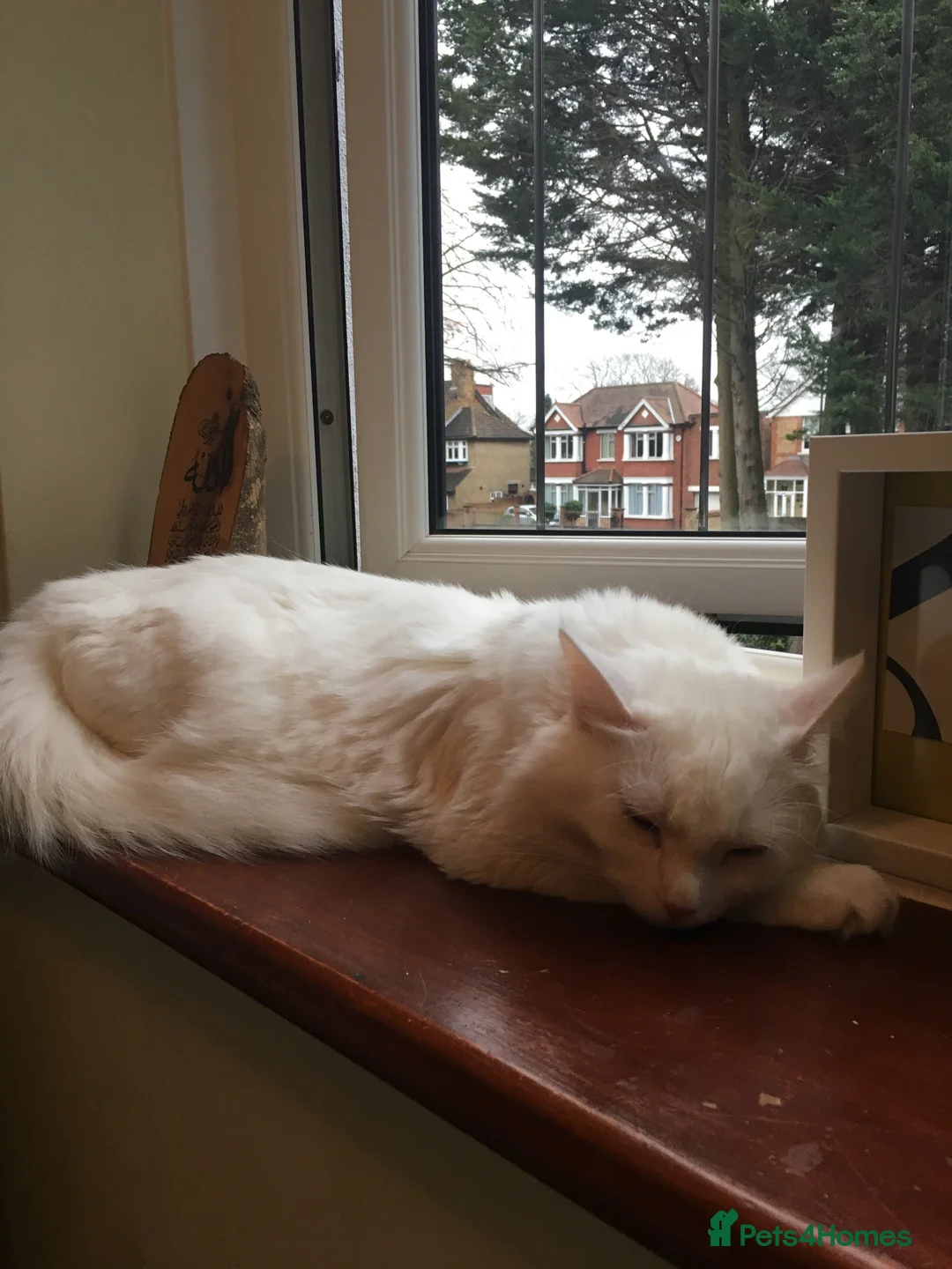 Turkish Angora cats for sale: Beautiful Turkish Angora for Rehoming in Preston - Advert 3