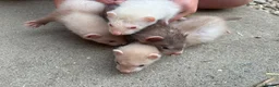Ferret rodents for sale: Hobs  in Stanley - Advert 2