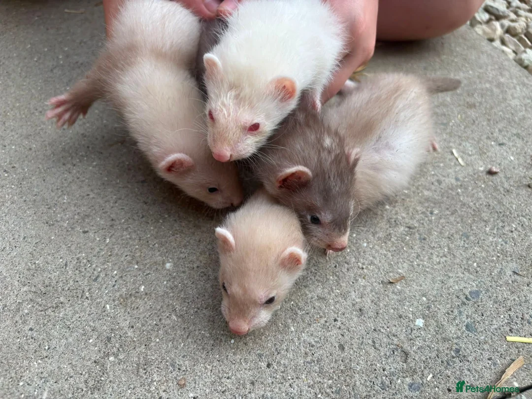 Ferret rodents for sale: Hobs  in Stanley - Advert 2