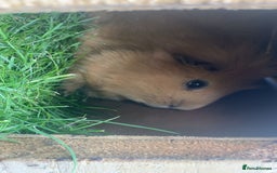 Guinea Pig rodents for sale: 2 male guinea pigs for sale - Image 3