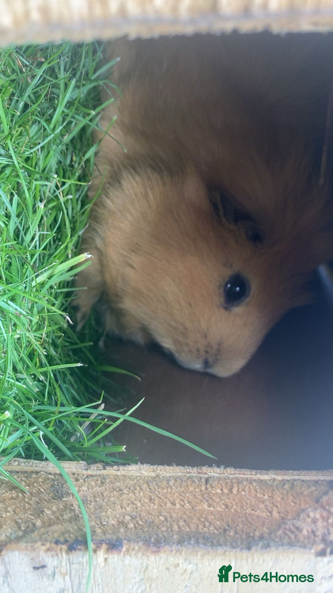 Guinea Pig rodents for sale: 2 male guinea pigs for sale - Image 3