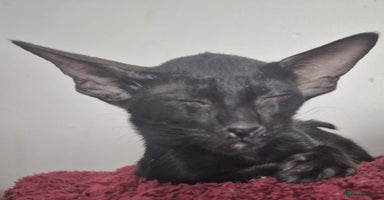 Oriental cats - Advert 13