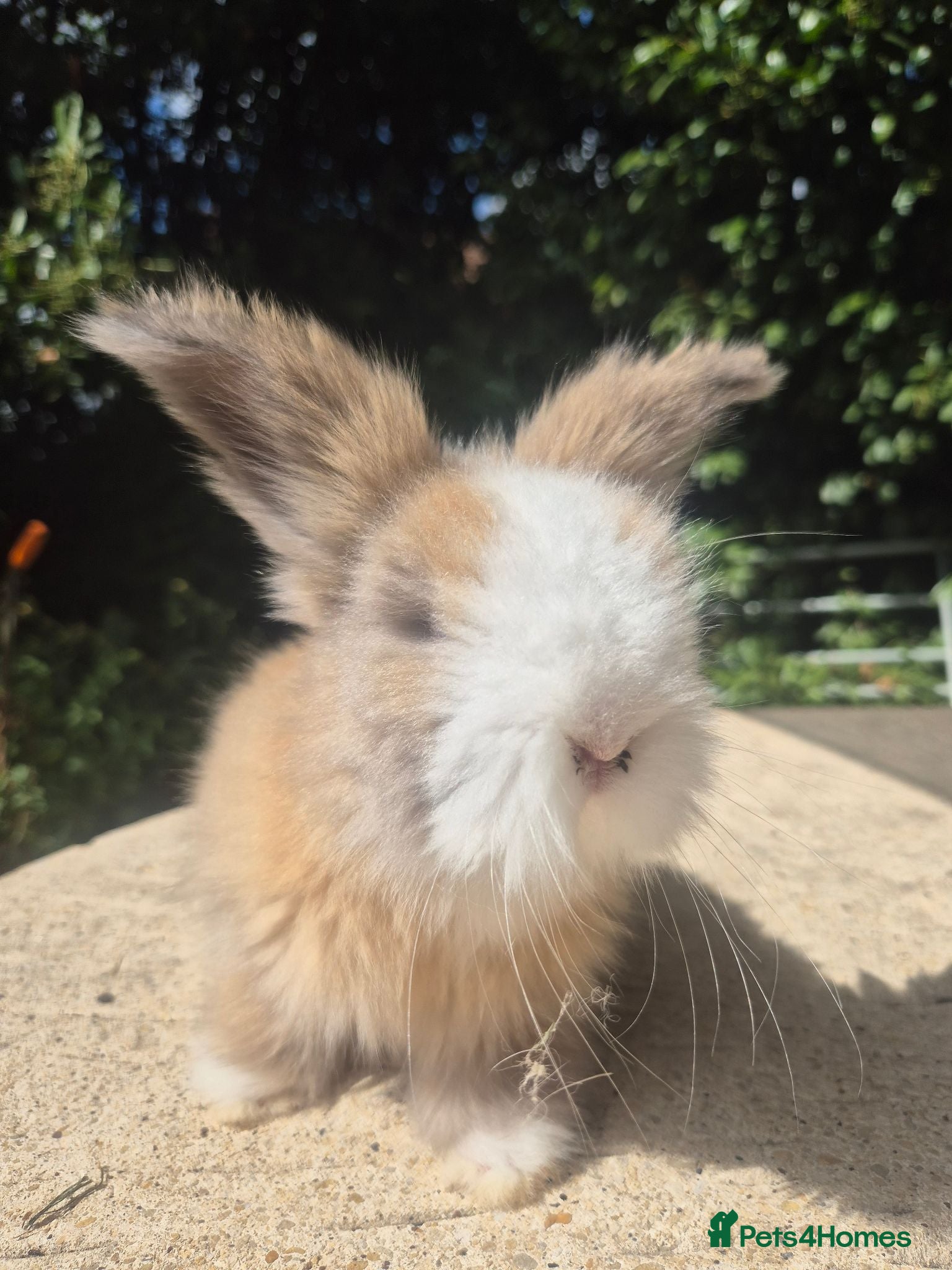 Angora rabbits 🩷 FULL FACE ANGORA BABIES- PARENTS FROM🇫🇷 - Advert 2