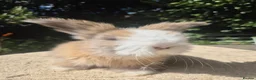 Angora rabbits for sale: 🩷 FULL FACE ANGORA BABIES- PARENTS FROM🇫🇷 - Advert 2