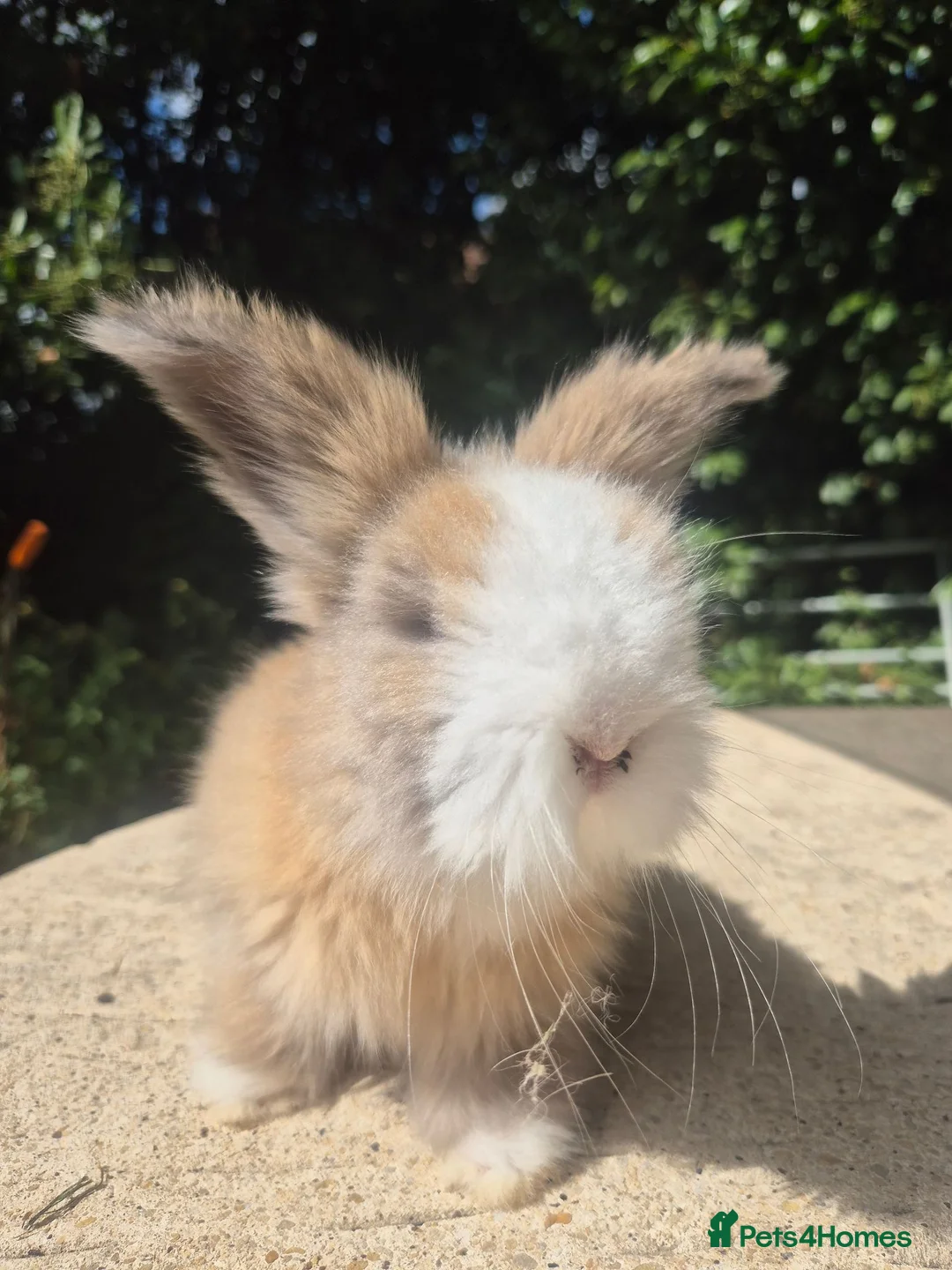 Angora rabbits for sale: 🩷 FULL FACE ANGORA BABIES- PARENTS FROM🇫🇷 - Advert 2