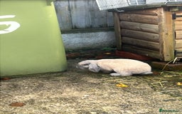 Mini Lion Lop rabbits for sale: Mini lop - Image 7