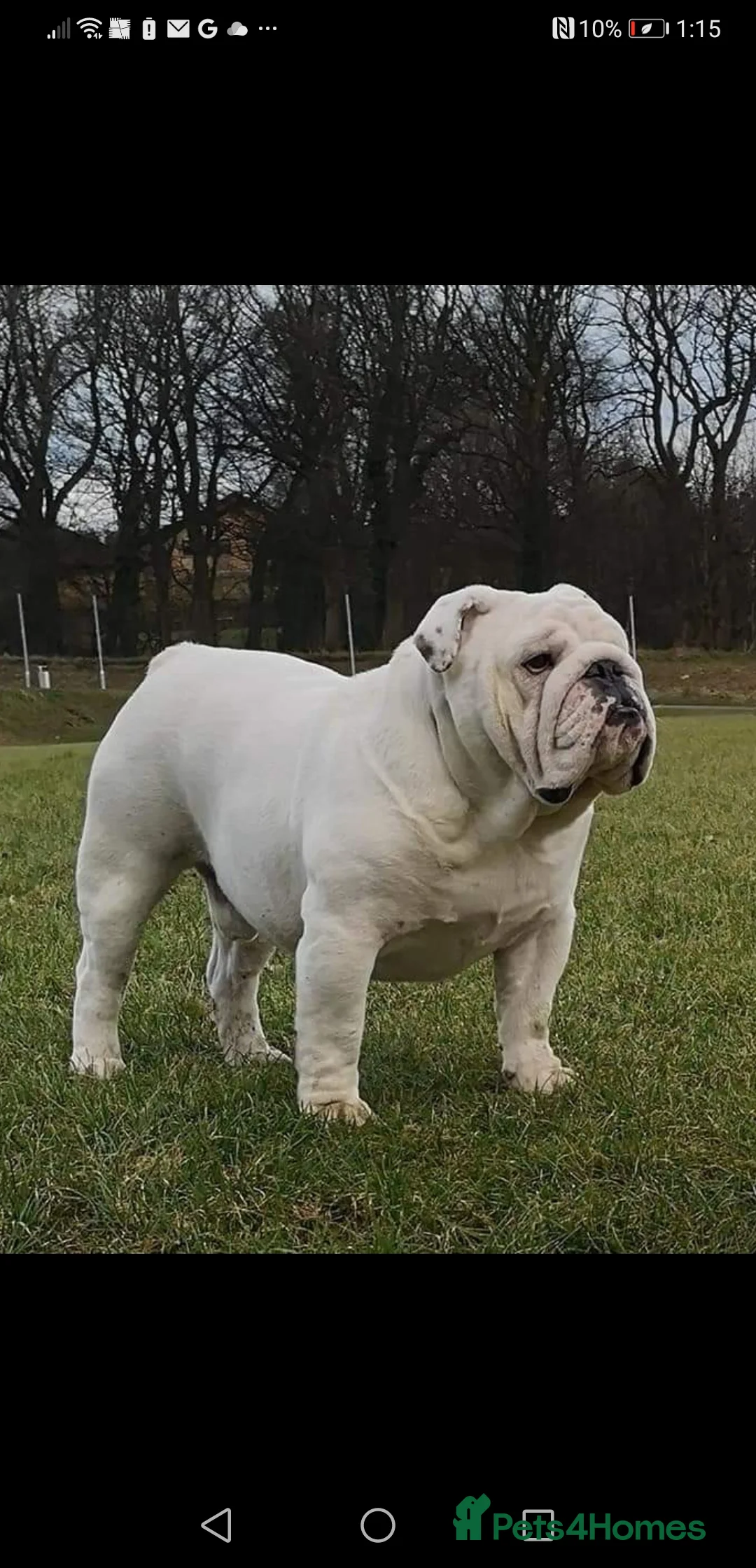 English Bulldog dogs for stud: UK CHAMPION health tested  in Bradford - Advert 2