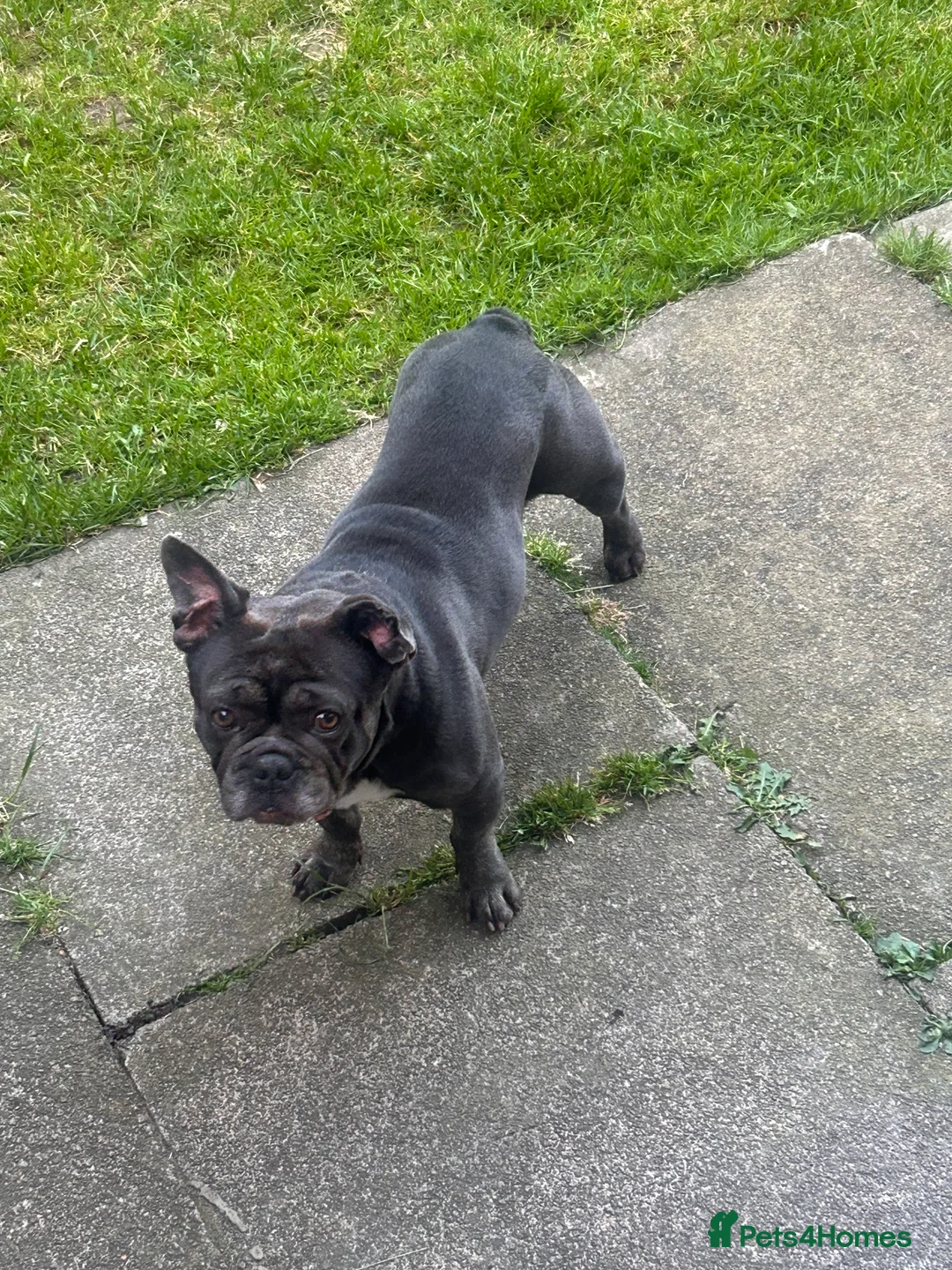 French Bulldog dogs for sale: 3 year old Milo - Advert 2