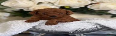 Toy Poodle 1