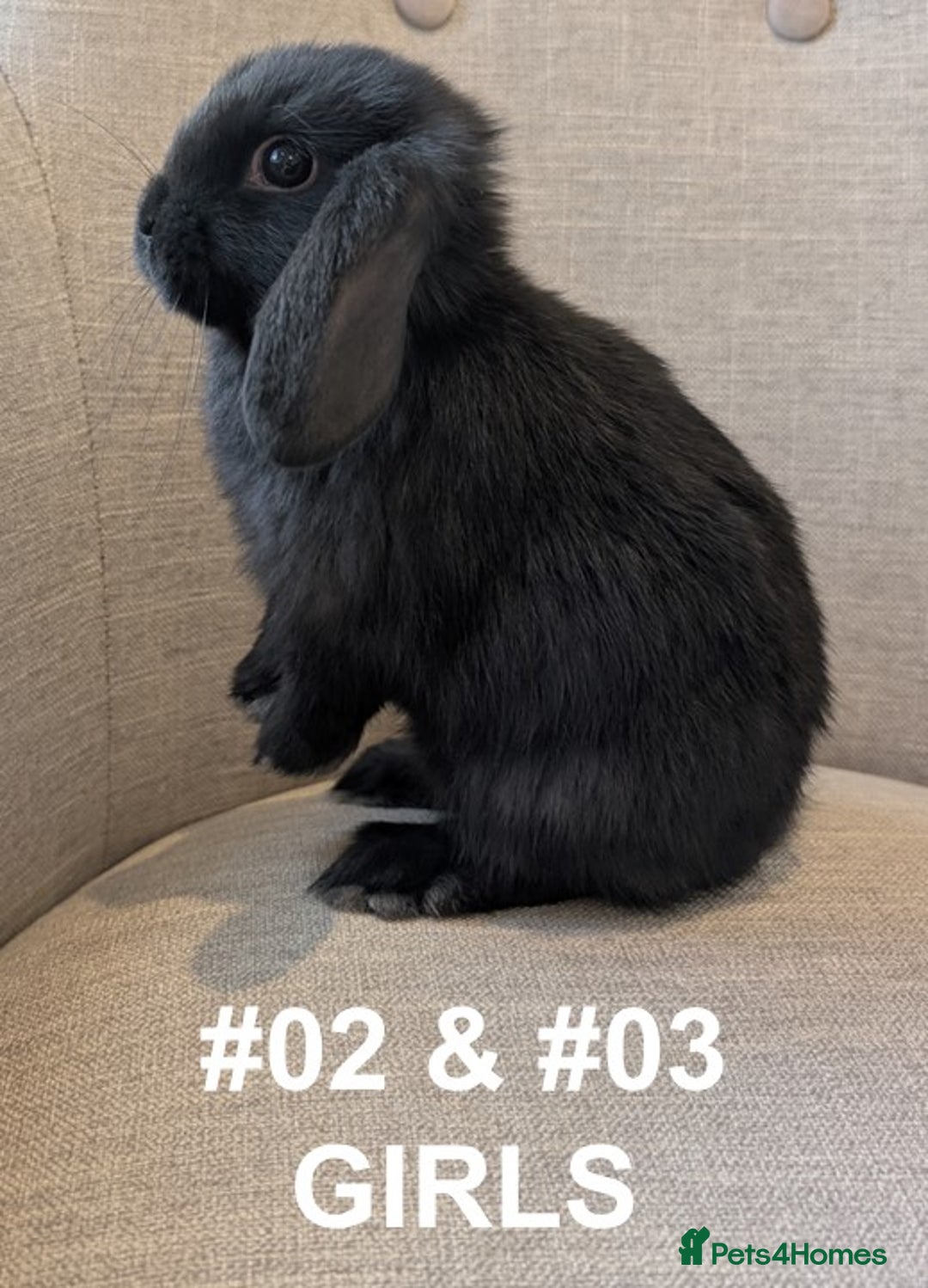 Mini Lop rabbits for sale: Exceptional Mini-Lops. Collect from: 13th October - Image 8