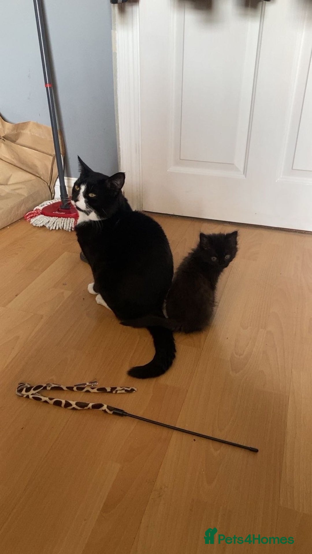 British Shorthair cats for sale: Bombay and tux pair, looking for forever home!  - Advert 3