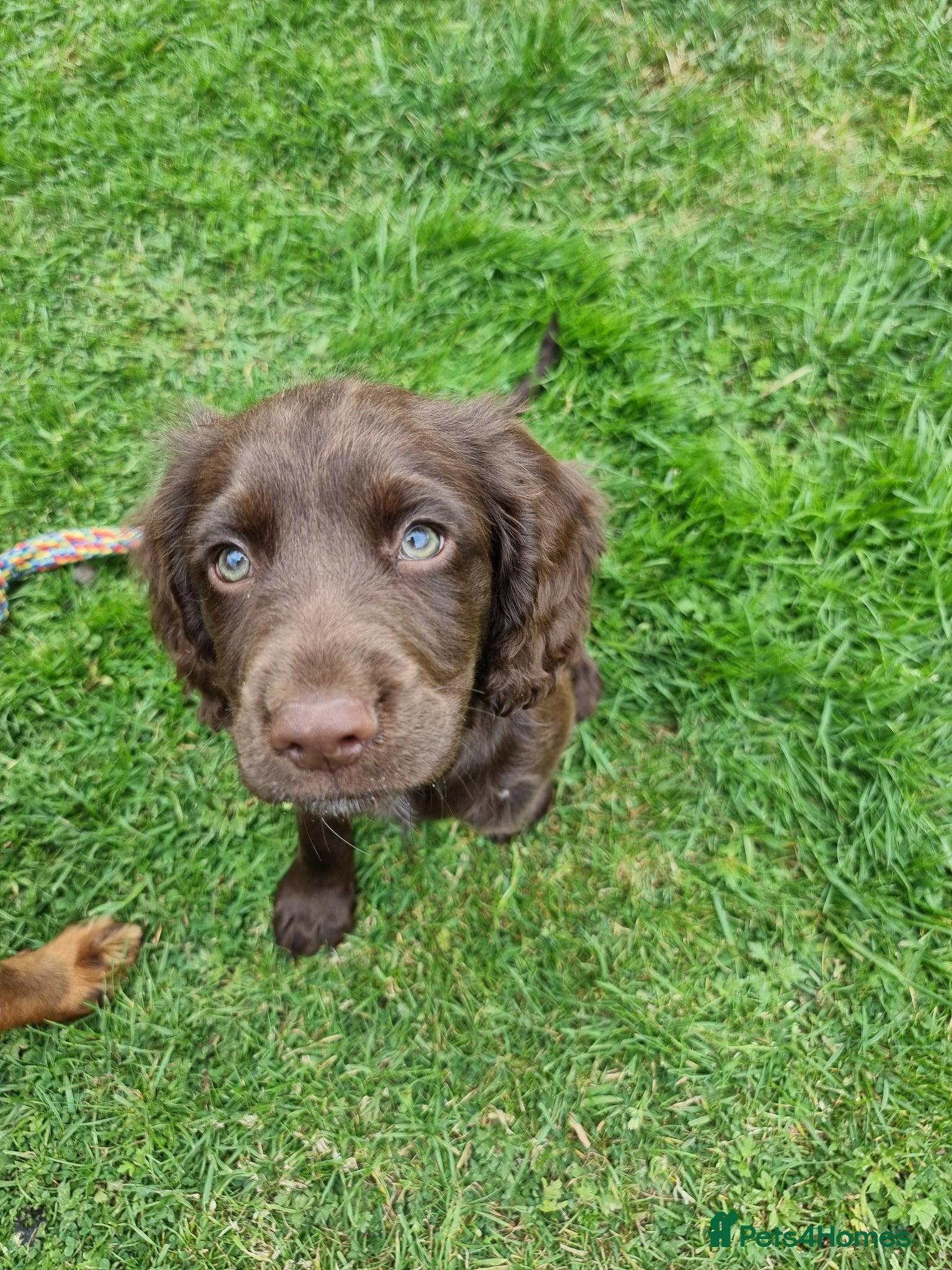 Cocker Spaniel dogs Cocker pup Molly is ready now  - Advert 3