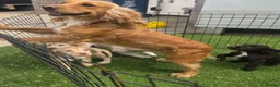 Cocker Spaniel dogs for sale: Working type Cocker spaniels- ready to leave now! - Advert 6