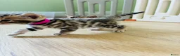 Bengal cats for sale: Stunning Bengal Kittens  - Advert 11