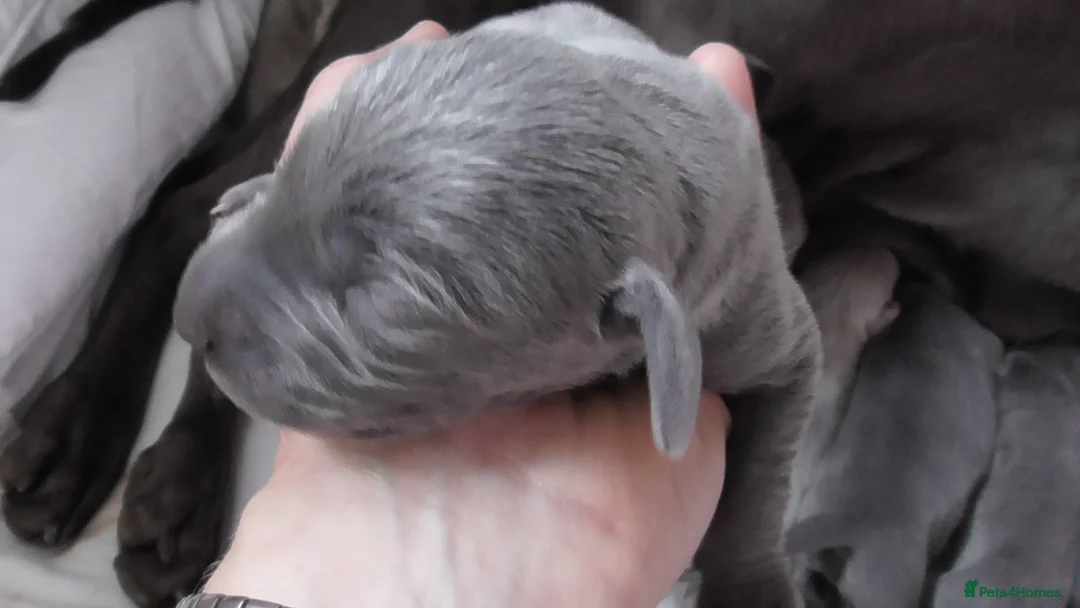 Weimaraner dogs for sale: As on TV: KC Reg Working Weim BLUE and SILVER - Advert 8