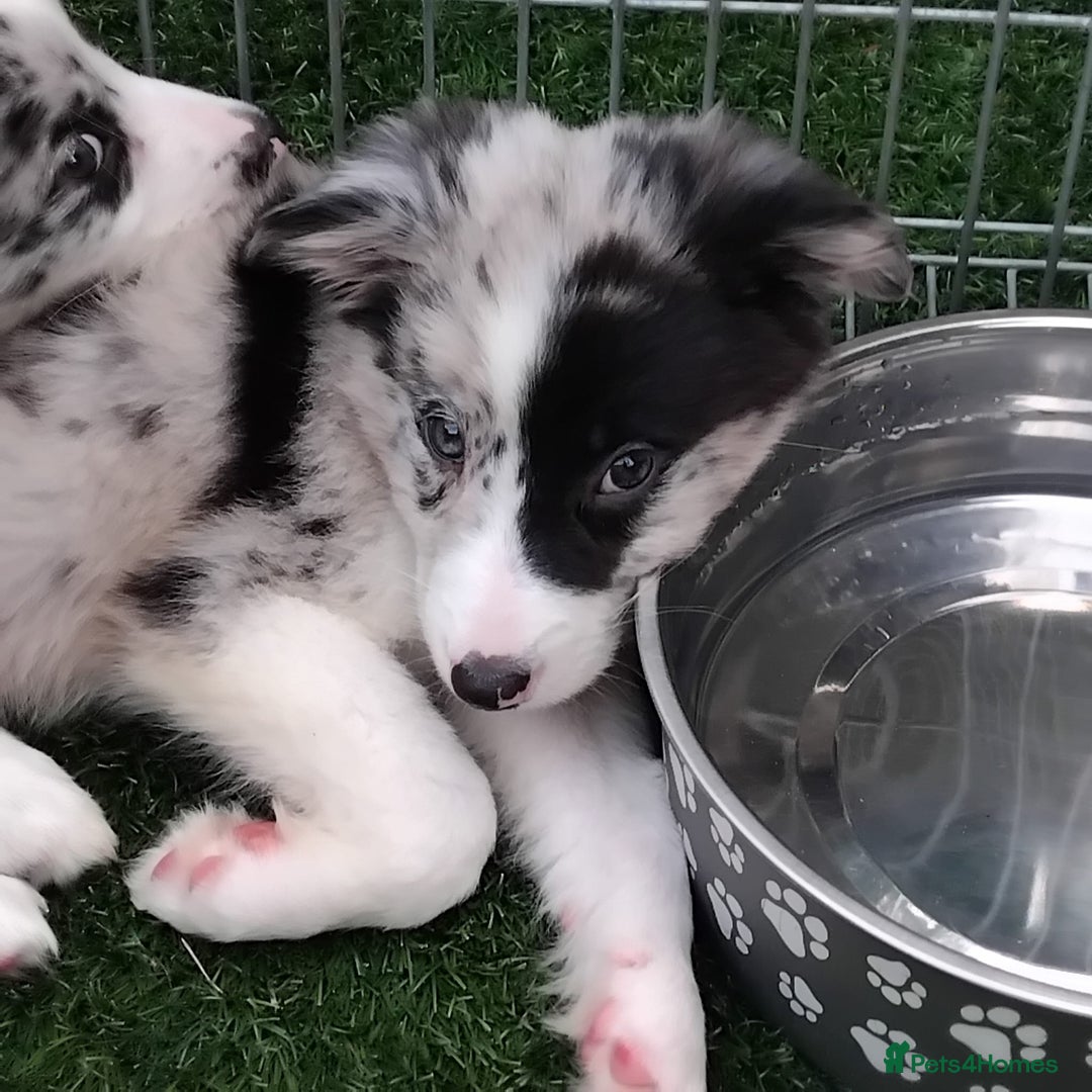 Border Collie dogs for sale: Stunning litter of blue merle border collies - Image 24
