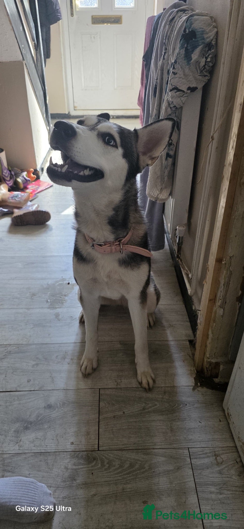 Siberian Husky dogs 2 year old husky for sale - Advert 1