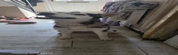 Siberian Husky dogs for sale: 2 year old husky for sale - Advert 1