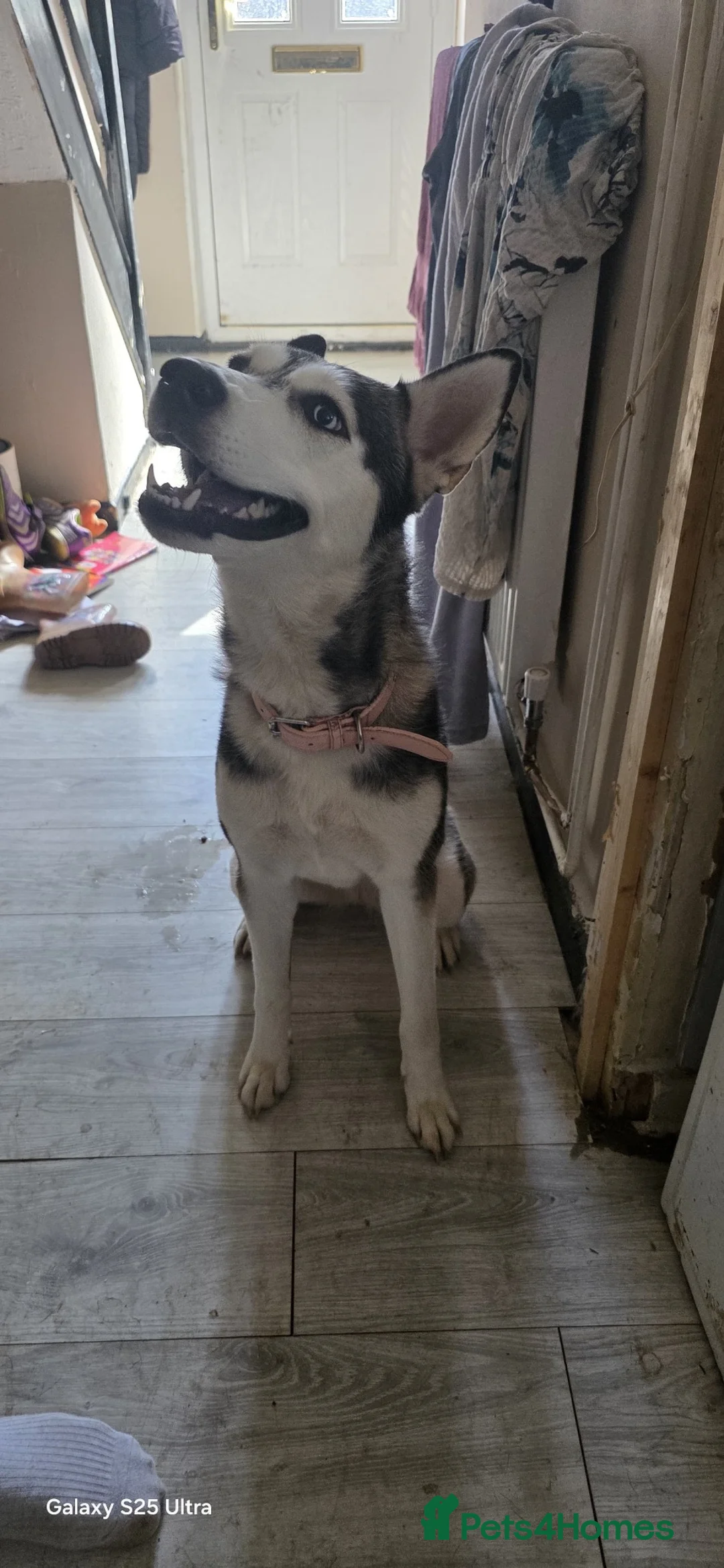 Siberian Husky dogs for sale: 2 year old husky for sale - Advert 1