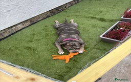 American Bully dogs for sale: Pocket bully - Image 4