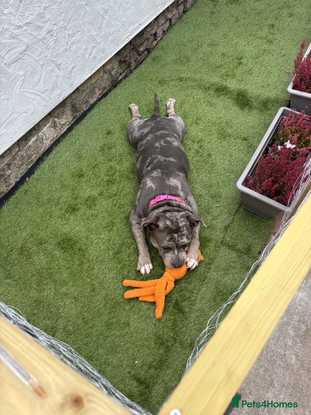 American Bully dogs for sale: Pocket bully - Image 4