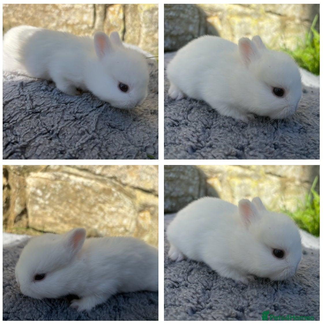 Netherland Dwarf rabbits White Netherland Dwarf bunnies - Advert 7