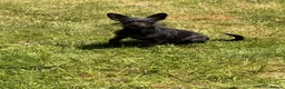 Chipoo dogs for sale: Female chi-poo 8months old in Nottingham - Advert 2