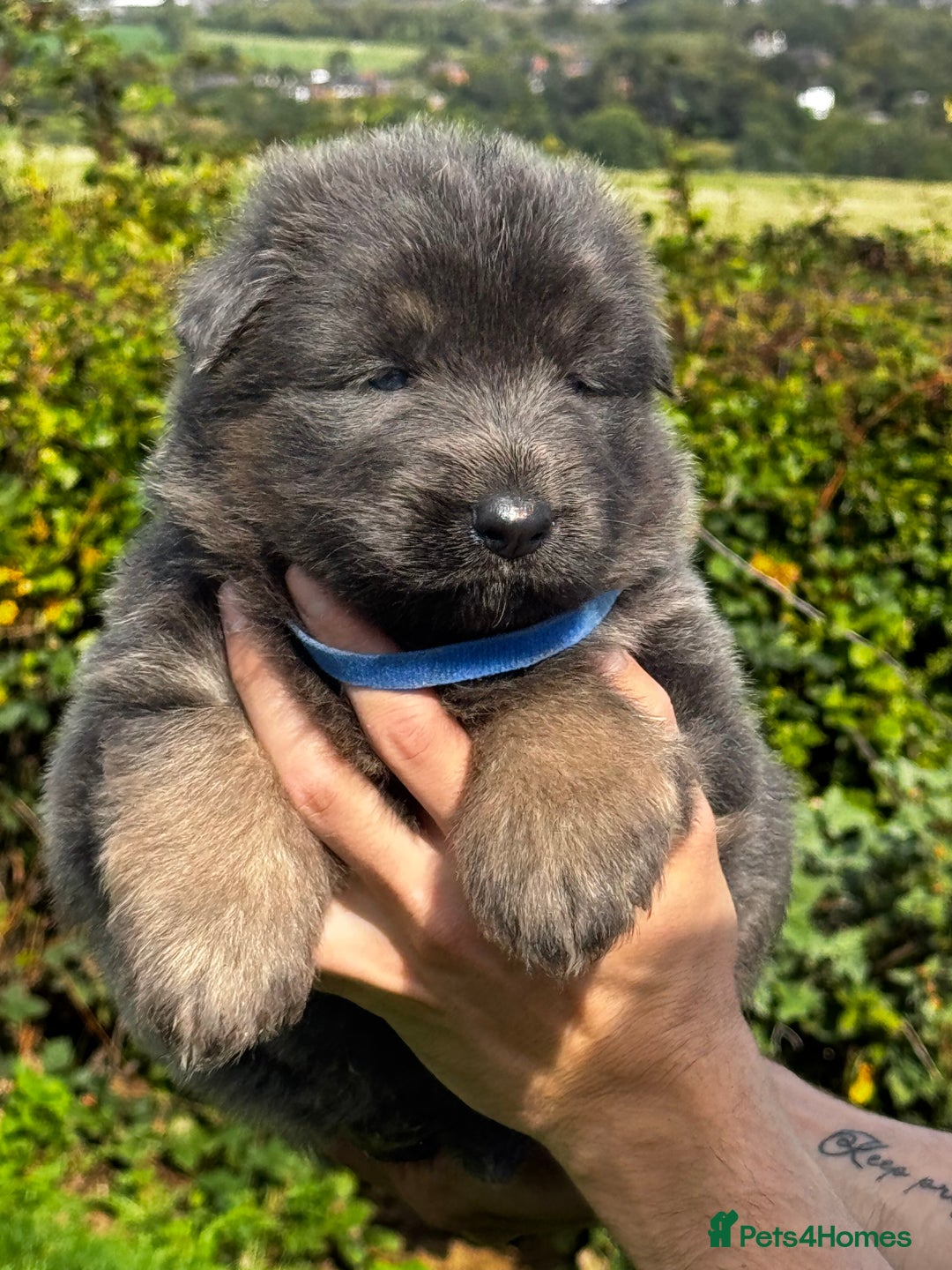 German Shepherd dogs for sale: ⭐️KC big bone GSD puppies ⭐️ - Image 2