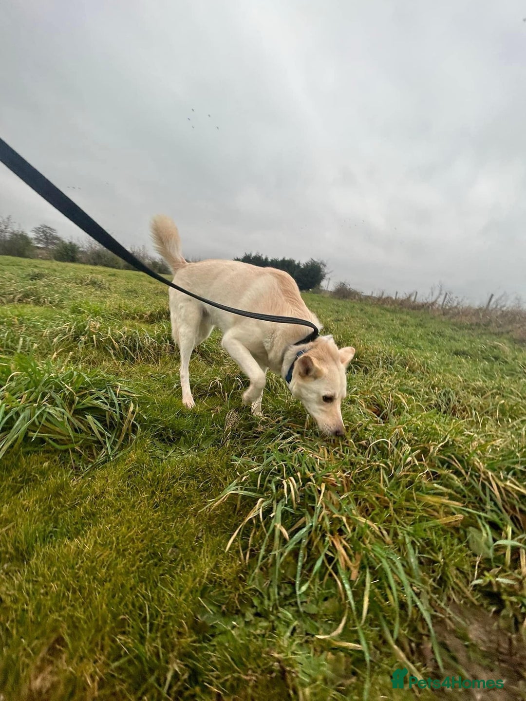 Mixed Breed dogs for adoption: Buddy - Norwich Norfolk  - Image 28