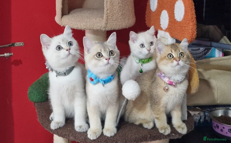 British Shorthair cats - Advert 1