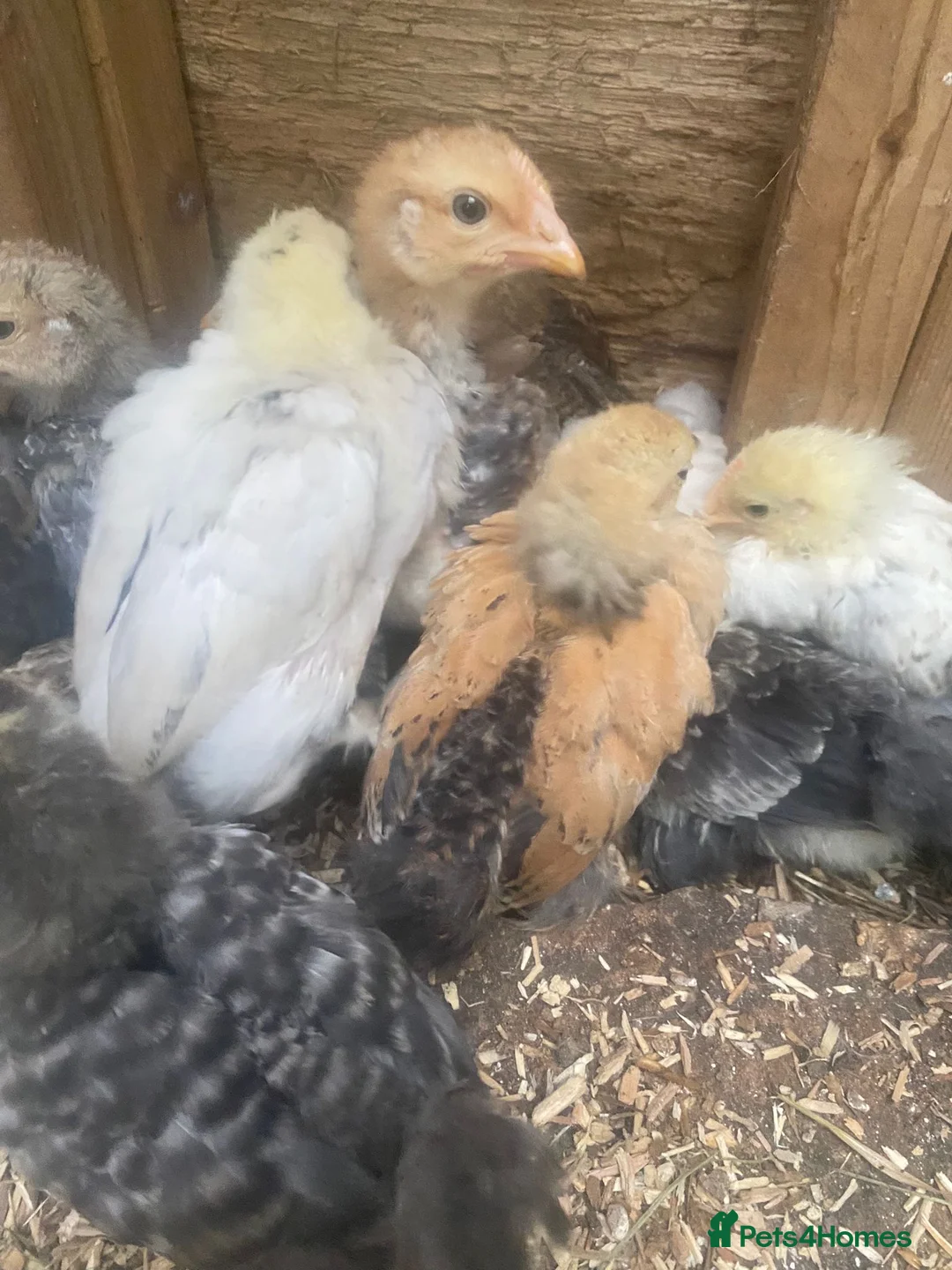 Chickens poultry for sale: Chickens and chicks read description - Advert 9