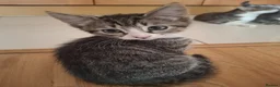 Mixed Breed cats for sale: Kittens in Walton-on-Thames - Advert 2