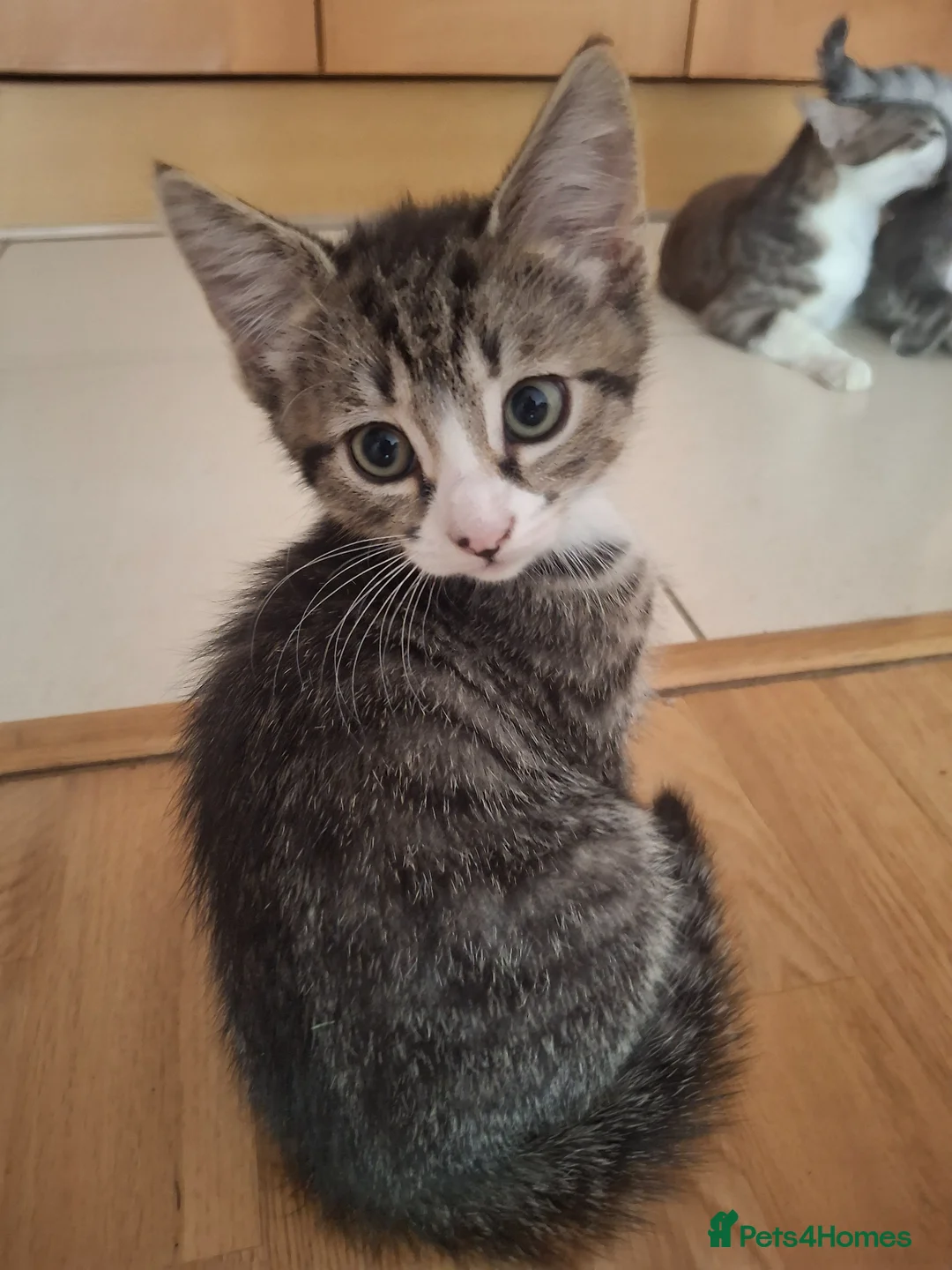 Mixed Breed cats for sale: Kittens in Walton-on-Thames - Advert 2